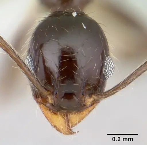Pheidole vafra specimen CASENT0178064 image casent0178064_2