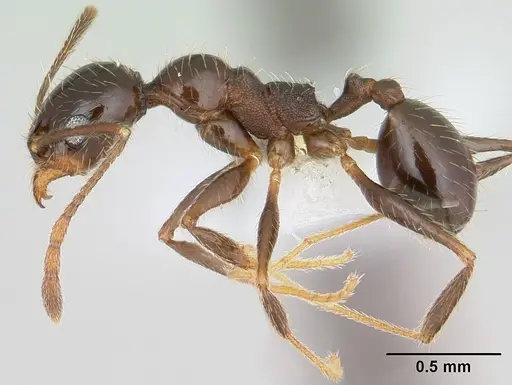 Pheidole vafra specimen CASENT0178064 image casent0178064_3