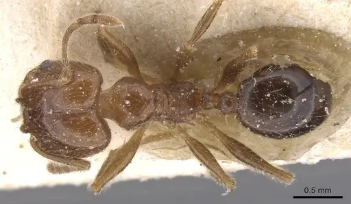 Pheidole vafra specimen CASENT0913469 image casent0913469_1