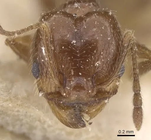 Pheidole vafra specimen CASENT0913469 image casent0913469_2