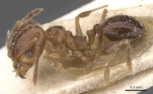 Pheidole vafra specimen CASENT0913469 image casent0913469_3