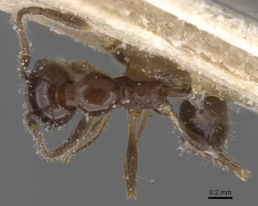 Pheidole vafra specimen CASENT0913470 image casent0913470_1