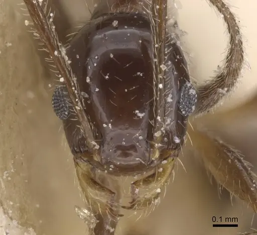 Pheidole vafra specimen CASENT0913470 image casent0913470_2