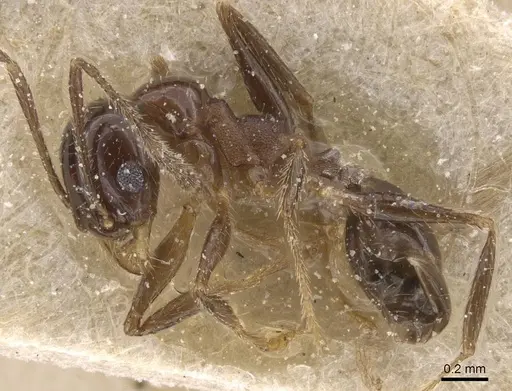 Pheidole vafra specimen CASENT0913470 image casent0913470_3