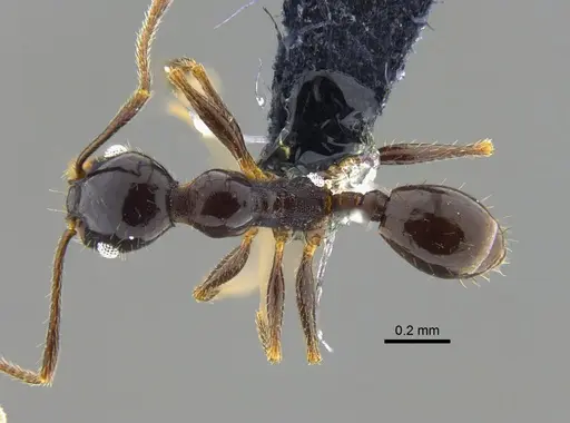 Pheidole vafra specimen CBUMAGENT42053 image cbumagent42053_1