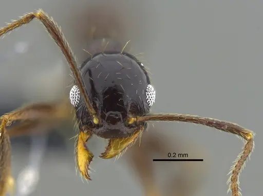 Pheidole vafra specimen CBUMAGENT42053 image cbumagent42053_2