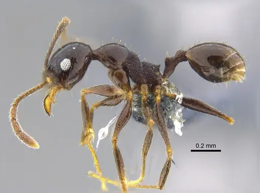 Pheidole vafra specimen CBUMAGENT42053 image cbumagent42053_3