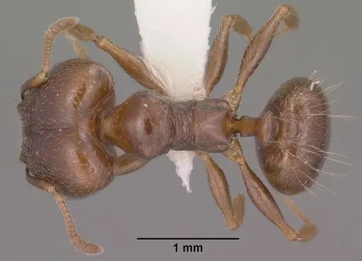 Pheidole vallicola specimen CASENT0104455 image casent0104455_1