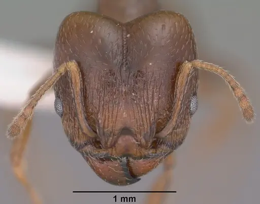 Pheidole vallicola specimen CASENT0104455 image casent0104455_2