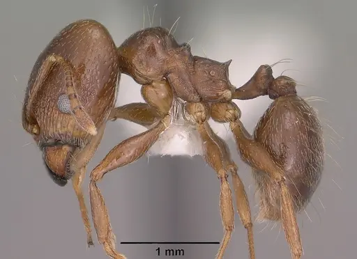 Pheidole vallicola specimen CASENT0104455 image casent0104455_3