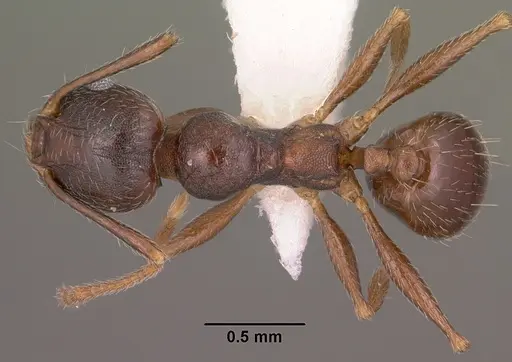 Pheidole vallicola specimen CASENT0104456 image casent0104456_1