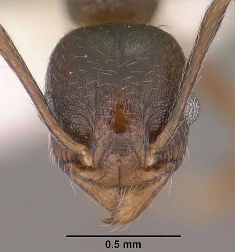 Pheidole vallicola specimen CASENT0104456 image casent0104456_2