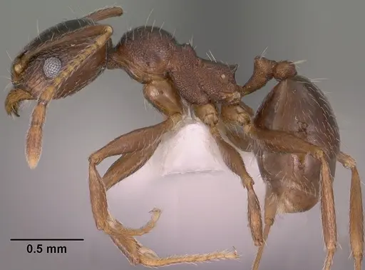 Pheidole vallicola specimen CASENT0104456 image casent0104456_3