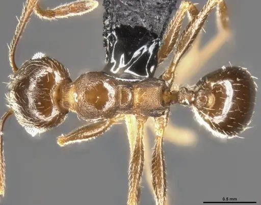 Pheidole vallicola specimen CASENT0282703 image casent0282703_1