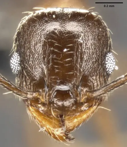 Pheidole vallicola specimen CASENT0282703 image casent0282703_2