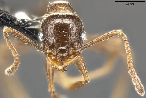 Pheidole vallicola specimen CASENT0282703 image casent0282703_3
