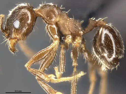 Pheidole vallicola specimen CASENT0282703 image casent0282703_4