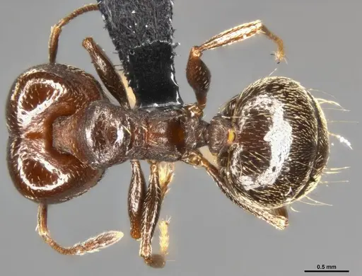 Pheidole vallicola specimen CASENT0282704 image casent0282704_1