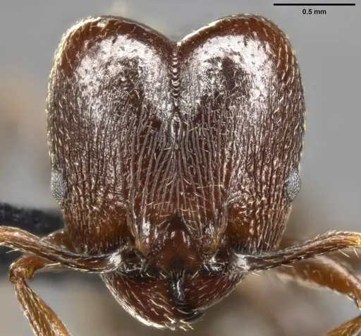 Pheidole vallicola specimen CASENT0282704 image casent0282704_2