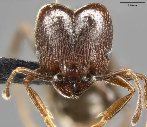 Pheidole vallicola specimen CASENT0282704 image casent0282704_3