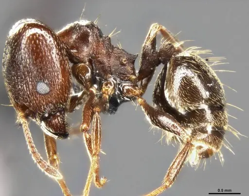 Pheidole vallicola specimen CASENT0282704 image casent0282704_4