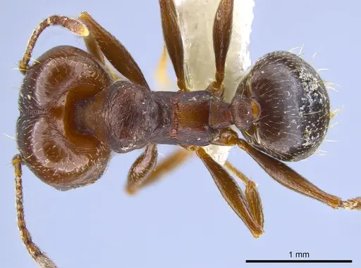 Pheidole vallicola specimen CASENT0637409 image casent0637409_1