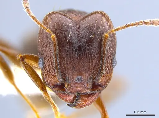 Pheidole vallicola specimen CASENT0637409 image casent0637409_2