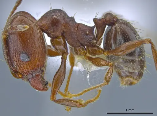 Pheidole vallicola specimen CASENT0637409 image casent0637409_3