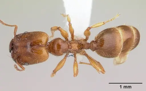 Pheidole vallifica specimen CASENT0178065 image casent0178065_1