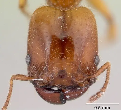 Pheidole vallifica specimen CASENT0178065 image casent0178065_2