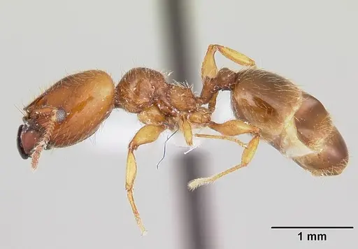 Pheidole vallifica specimen CASENT0178065 image casent0178065_3