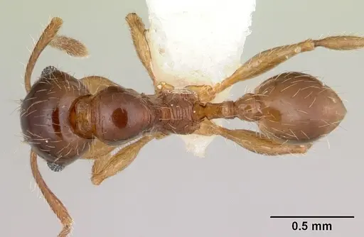 Pheidole vallifica specimen CASENT0178066 image casent0178066_1