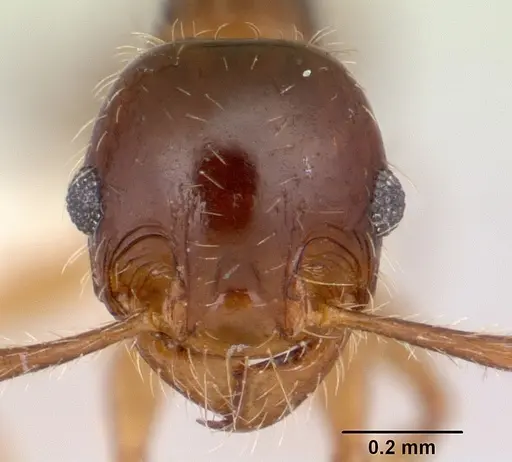Pheidole vallifica specimen CASENT0178066 image casent0178066_2