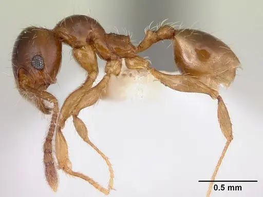Pheidole vallifica specimen CASENT0178066 image casent0178066_3