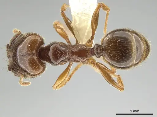 Pheidole vallifica specimen CASENT0635689 image casent0635689_1
