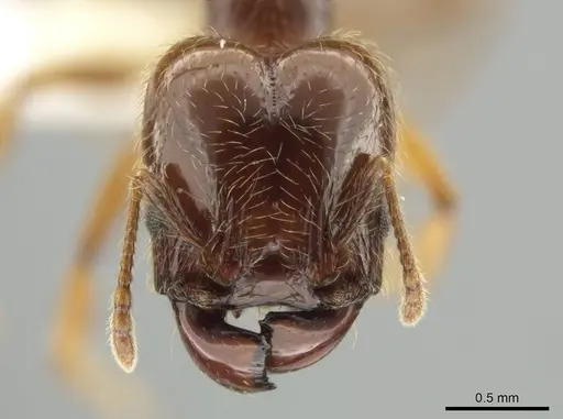 Pheidole vallifica specimen CASENT0635689 image casent0635689_2