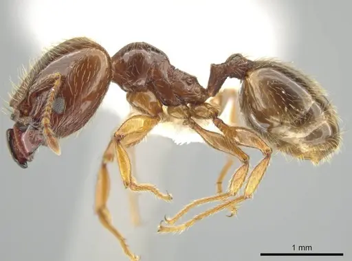 Pheidole vallifica specimen CASENT0635689 image casent0635689_3