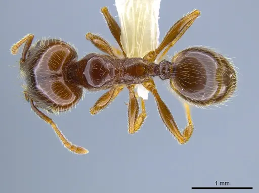 Pheidole vallifica specimen CASENT0635690 image casent0635690_1