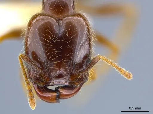 Pheidole vallifica specimen CASENT0635690 image casent0635690_2
