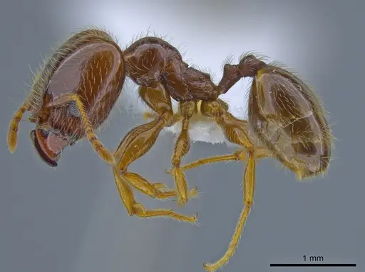 Pheidole vallifica specimen CASENT0635690 image casent0635690_3