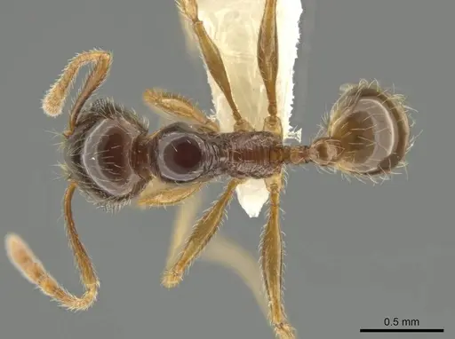 Pheidole vallifica specimen CASENT0635691 image casent0635691_1