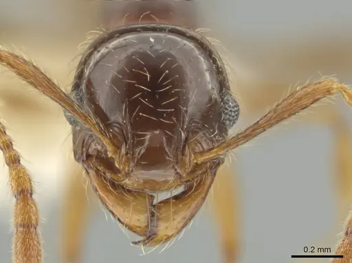 Pheidole vallifica specimen CASENT0635691 image casent0635691_2