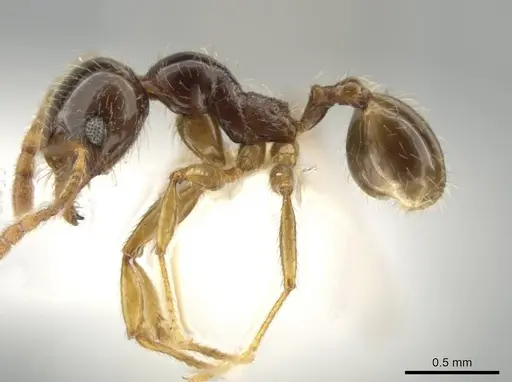 Pheidole vallifica specimen CASENT0635691 image casent0635691_3