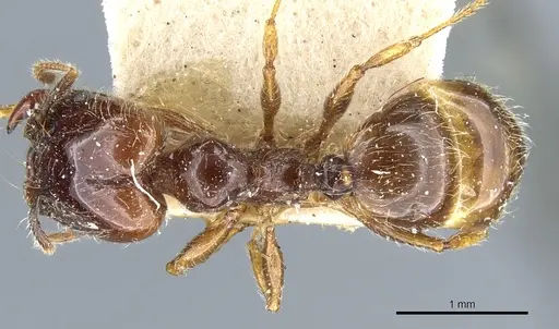 Pheidole vallifica specimen CASENT0904316 image casent0904316_1