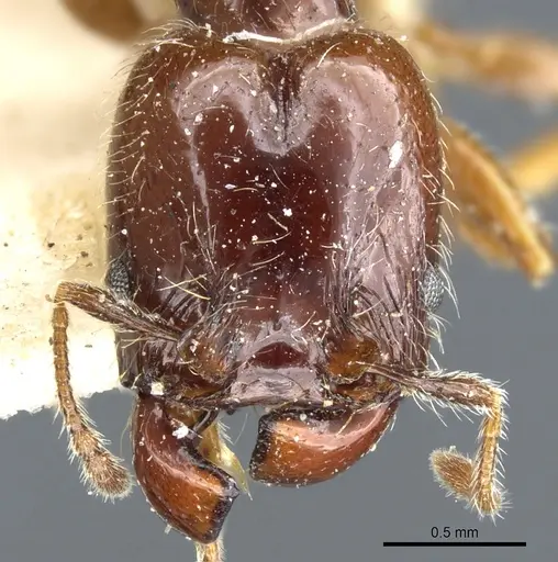 Pheidole vallifica specimen CASENT0904316 image casent0904316_2