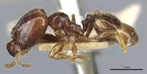 Pheidole vallifica specimen CASENT0904316 image casent0904316_3