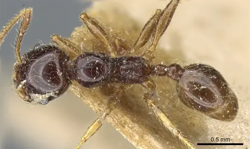 Pheidole vallifica specimen CASENT0904317 image casent0904317_1