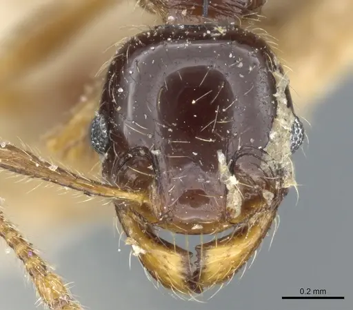 Pheidole vallifica specimen CASENT0904317 image casent0904317_2