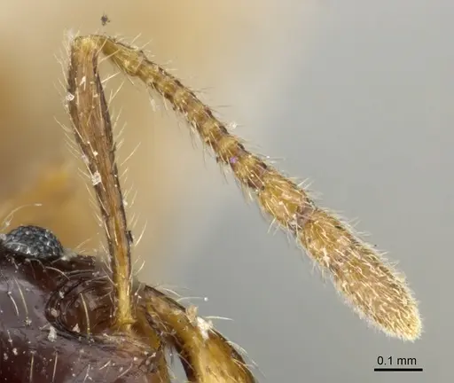 Pheidole vallifica specimen CASENT0904317 image casent0904317_3