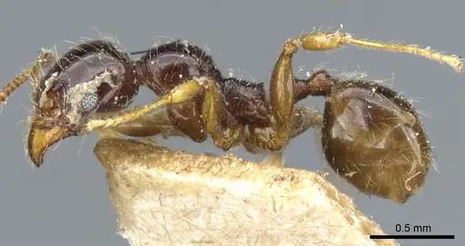 Pheidole vallifica specimen CASENT0904317 image casent0904317_4